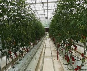 植物根部通風(fēng)循環(huán)系統(tǒng)