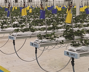 升降式草莓栽培系統(tǒng)