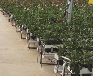 非洲菊/彩馬栽培槽種植系統(tǒng)