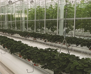 植物根部通風(fēng)循環(huán)系統(tǒng)