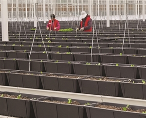 吊掛式草莓栽培種植系列